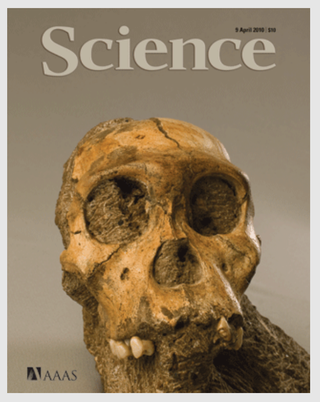 The April 2010 cover of Science, featuring the skull of A. sediba.